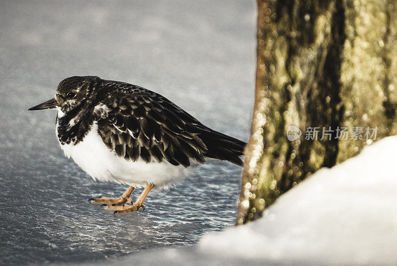 红润的turnstone，冬天，冰冻的水，特写