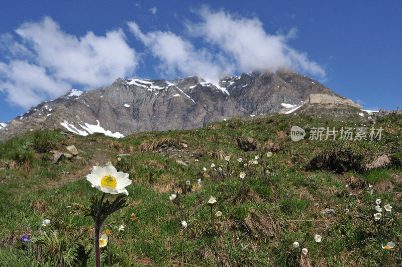 高山白头翁或高山银莲花