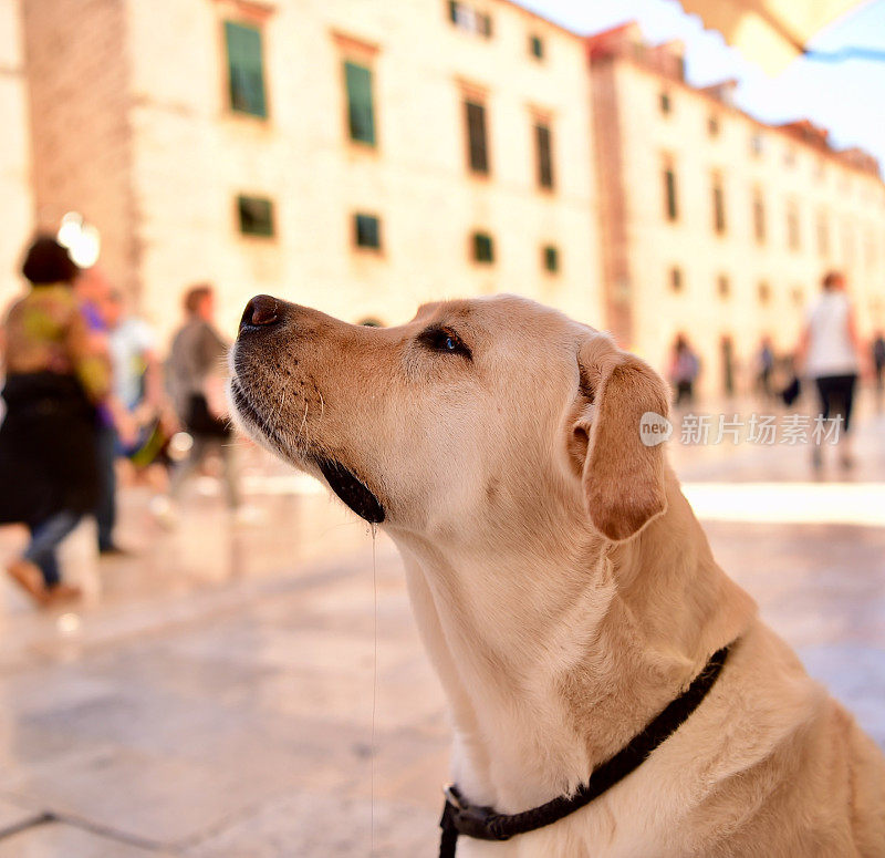 拉布拉多寻回犬在吃蛋筒冰淇淋