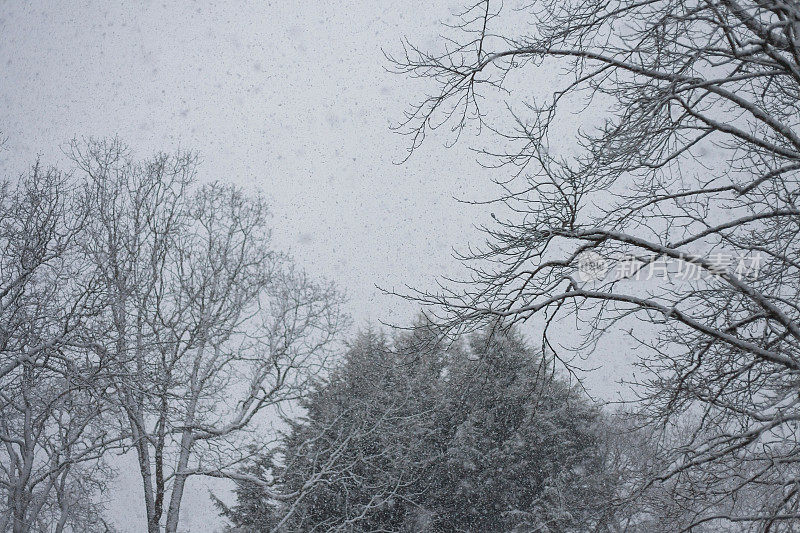 盖瑞橡树在雪中