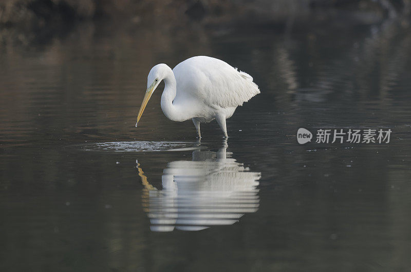 捕大白鹭(白鹭)