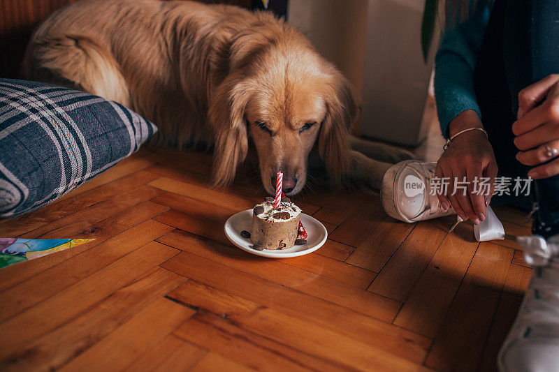 给我的狗庆祝生日