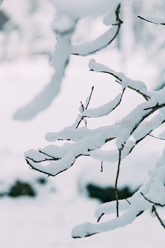 神奇的雪覆盖了树木。美丽的冬天的风景