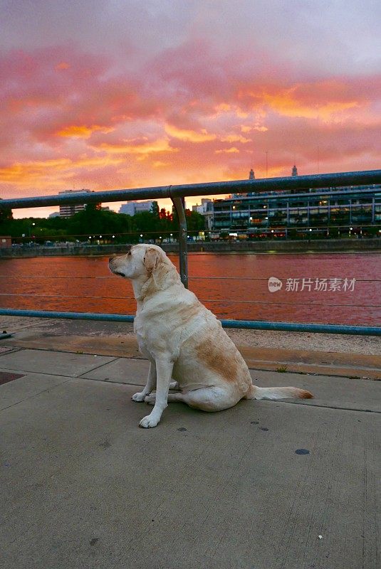 拉布拉多寻回犬