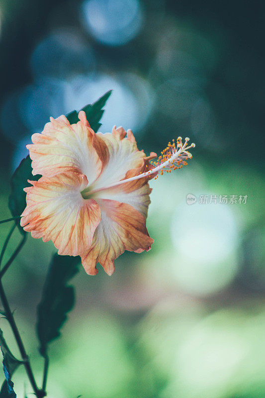 芙蓉花的特写