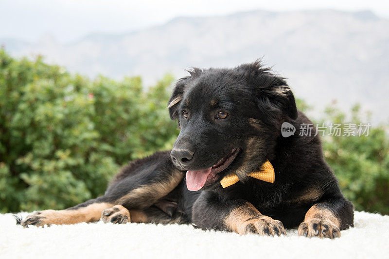 可爱的澳大利亚牧羊犬小狗