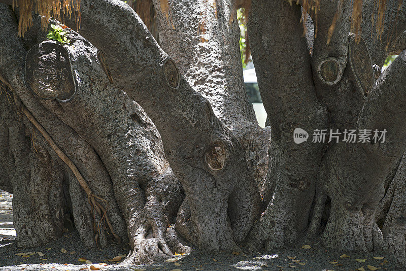 毛伊岛拉海纳的一棵大榕树