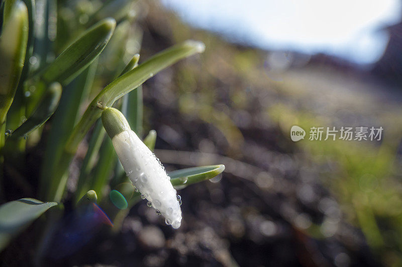 白雪花莲覆盖着露珠