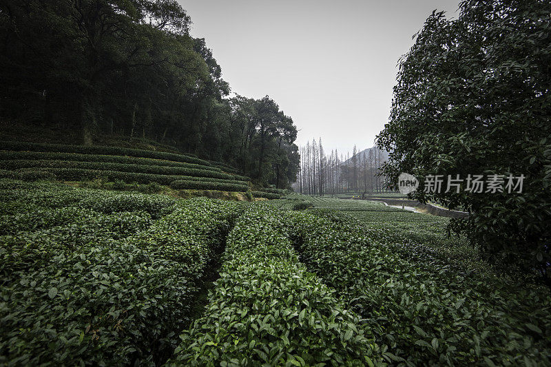 杭州附近的绿茶农场