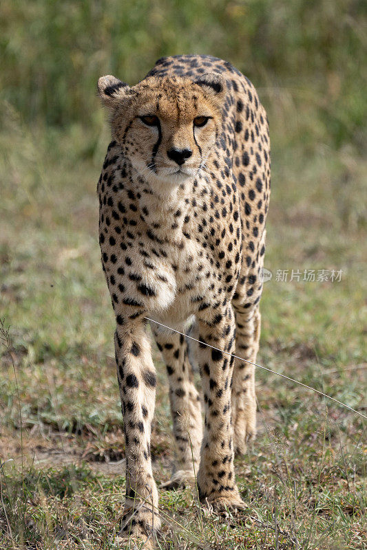 在坦桑尼亚行走的猎豹