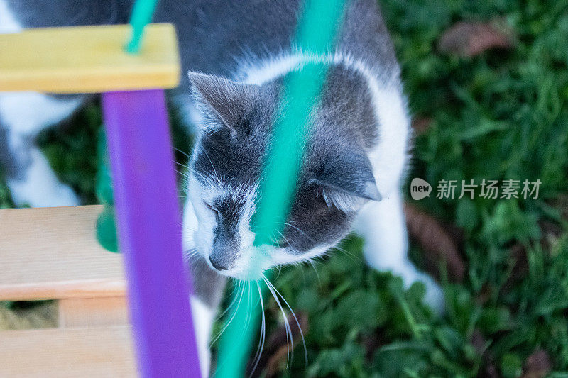 可爱的美丽的猫跑快速通过绿色明亮的草地与新鲜的草在一个阳光明媚的春天的一天