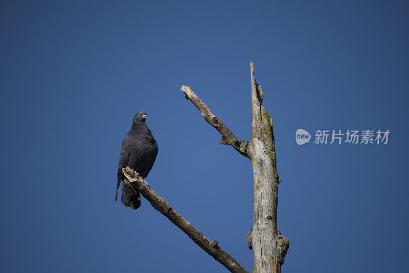 树枝上的鸽子