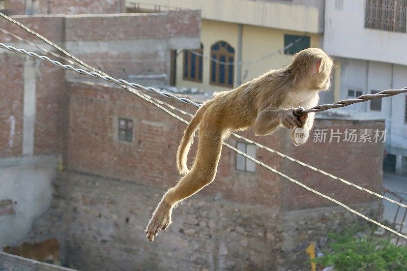 印度拉贾斯坦邦斋浦尔，野生猕猴躺在电线杆上