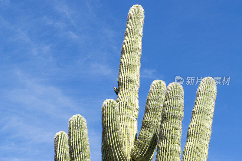 亮蓝色天空前的仙人掌和仙人掌鹪鹩