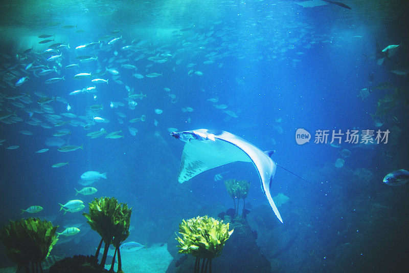 里斯本水族馆里的鱼