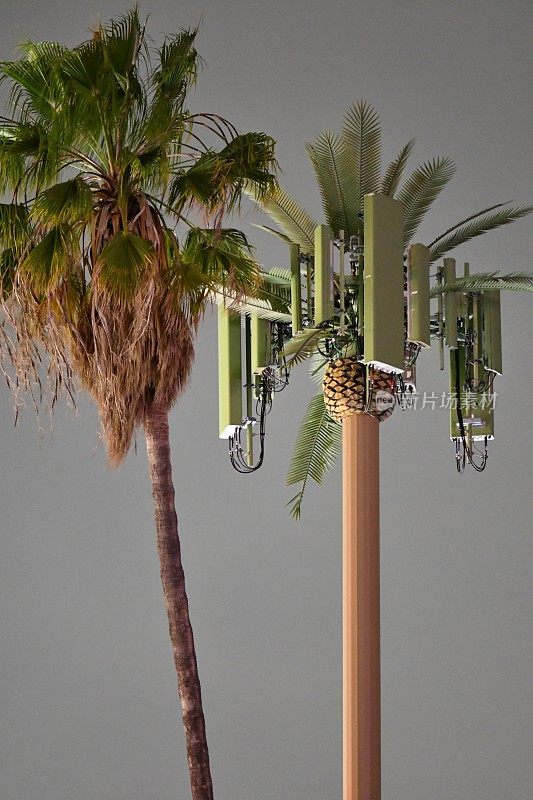 棕榈树和棕榈树手机发射塔