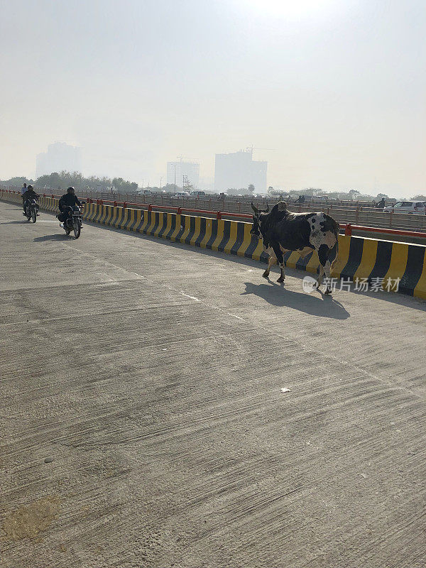 这是印度德里的一条高速公路上流浪的黑白瘤牛