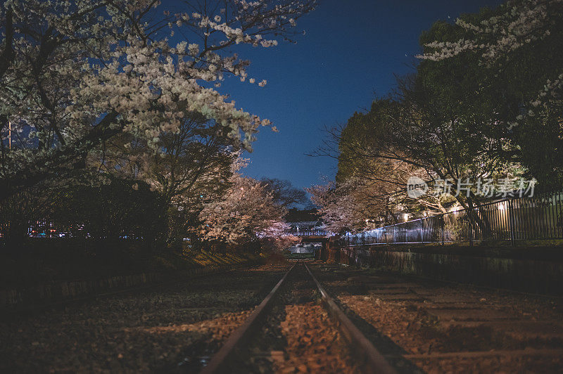 夜间与樱花在日本京都的铁路吉吉斜交弃铁路