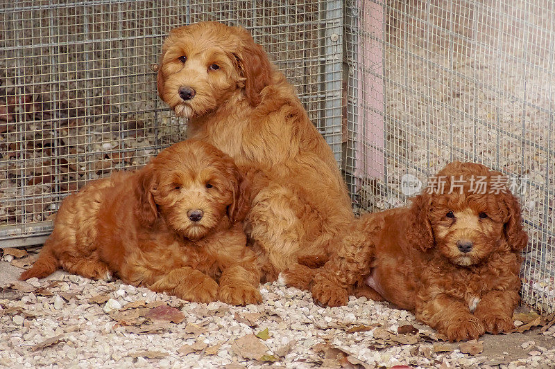 杏色澳大利亚拉布拉多犬幼犬