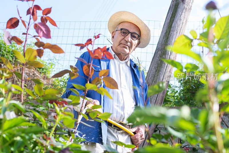 一位老人在一个阳光明媚的日子里在花园里干活