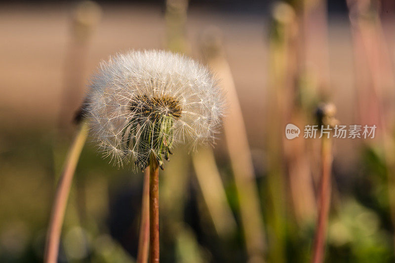 花园里的蒲公英花和种子的微距图像