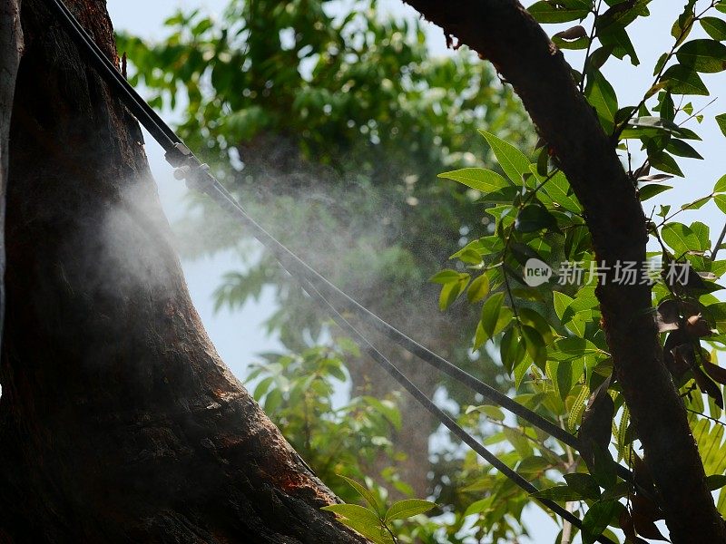 向树木喷洒防虫剂