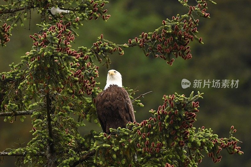 鹰