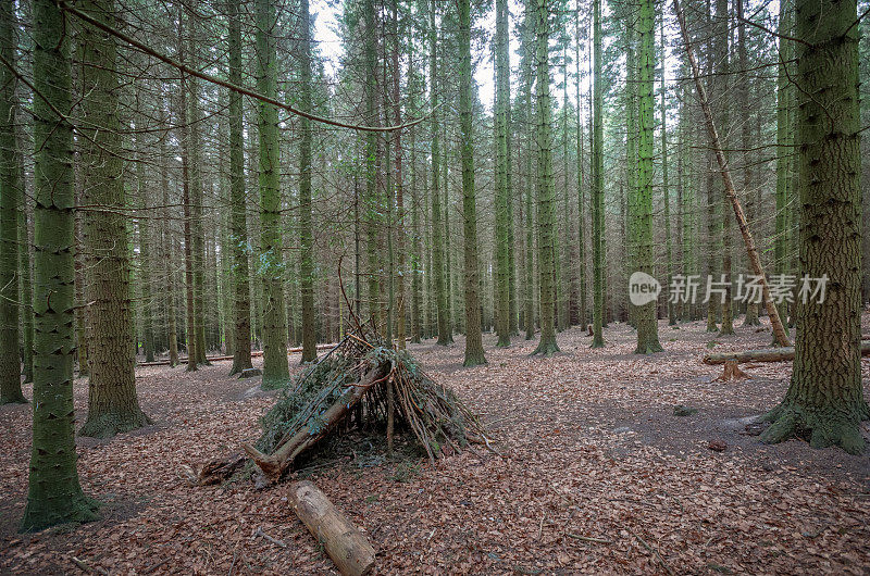 儿童小屋在开阔的森林