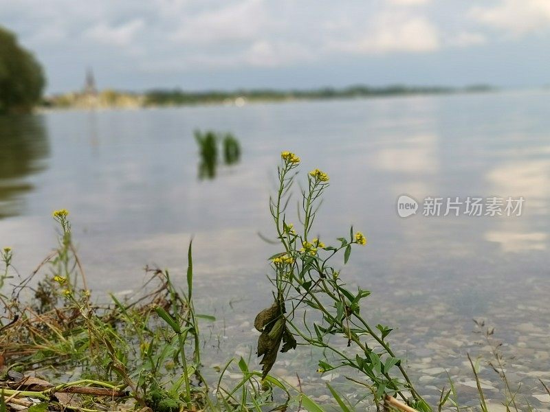 从康斯坦斯湖岸的拉多夫泽尔城的选择性焦点视图