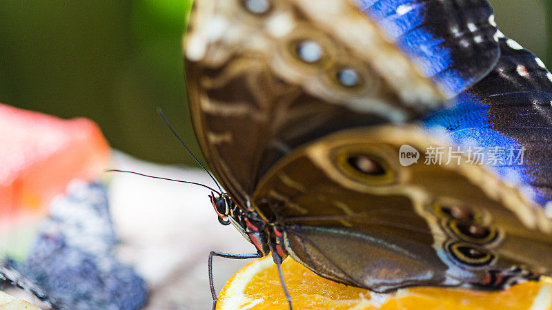 大蓝蝴蝶吃着一片橘色的宏片