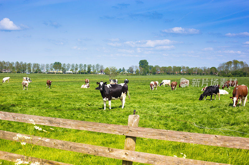 荷兰，弗里斯兰:弗里斯兰荷斯坦奶牛，绿色牧场，木栅栏
