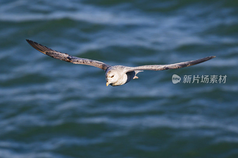 管鼻藿北部