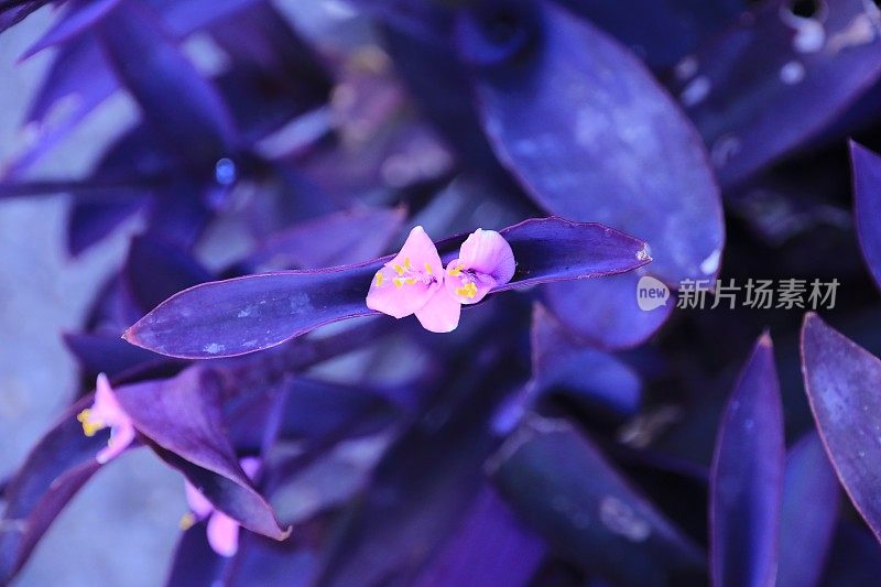 紫藤紫叶植物和丁香花