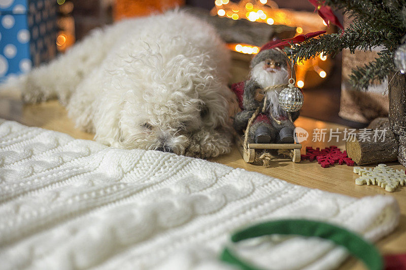 比熊犬躺在为圣诞节和新年装饰的壁炉旁