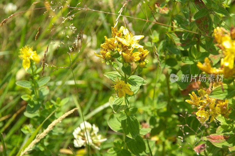 夏天野花草地