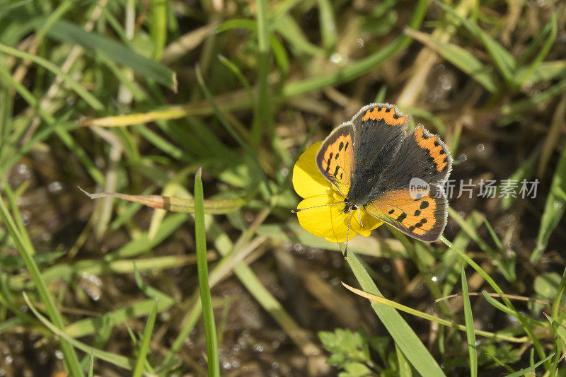 小铜蝴蝶黄花基尔马丁格伦英国苏格兰