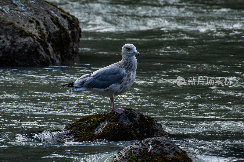 在阿拉斯加，海鸥在鲑鱼游动时栖息在岩石上寻找鱼