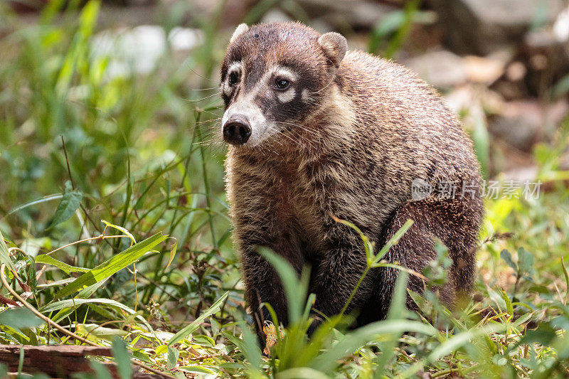 Coati在哥斯达黎加也被称为coatimundi