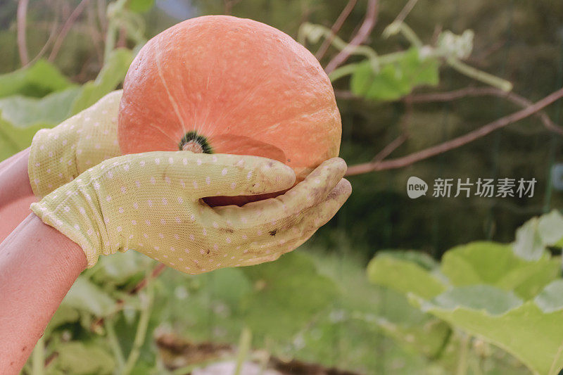 近距离女人在夏末花园采摘南瓜