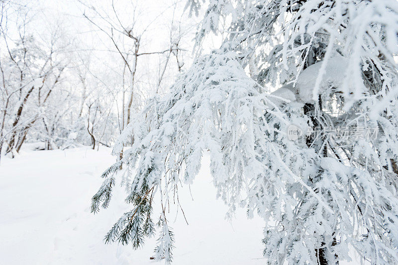 树枝上覆盖着雪