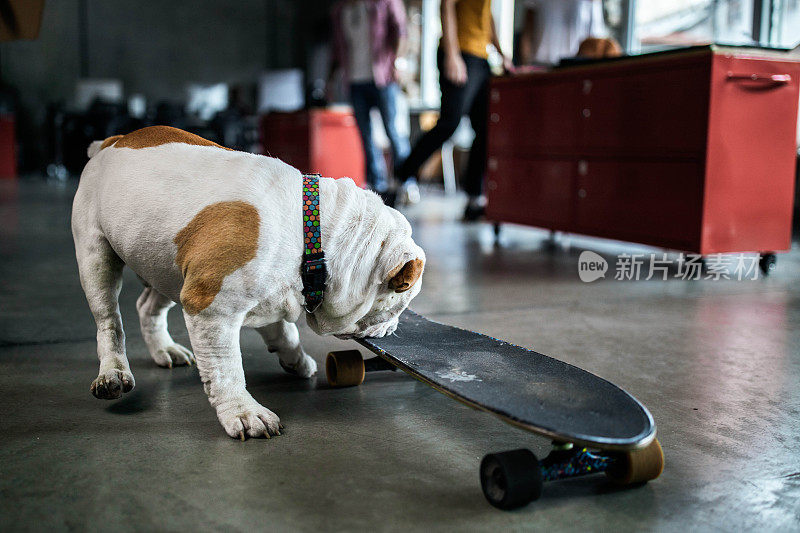 带滑板的英国斗牛犬。