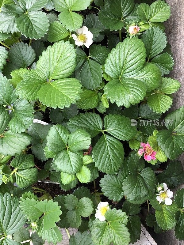 草莓植物的形象，有光泽的绿色叶子，白色和粉红色的花从上面看，种植在塑料花盆