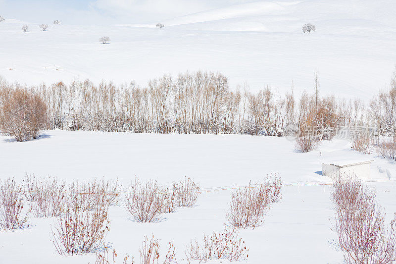 冬天的雪景