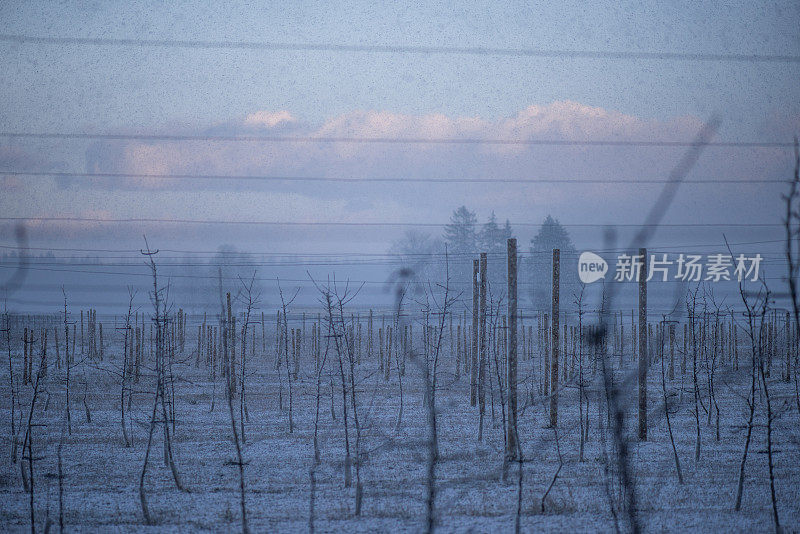 果园和暴风雪