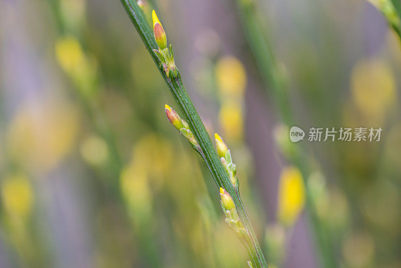 近距离观察一株在木篱笆旁开花的金雀花