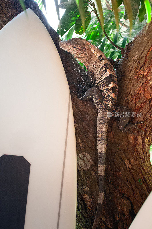 鬣蜥坐在树旁边的一个冲浪板在哥斯达黎加