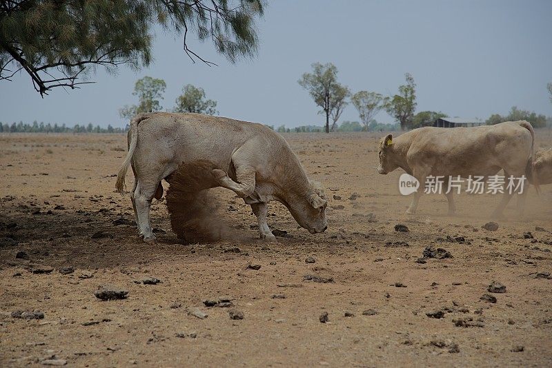 两头公牛在尘土中搏斗