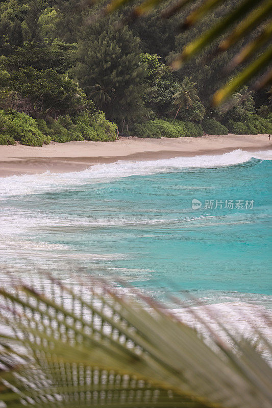 海滩上的棕榈树在Mahé