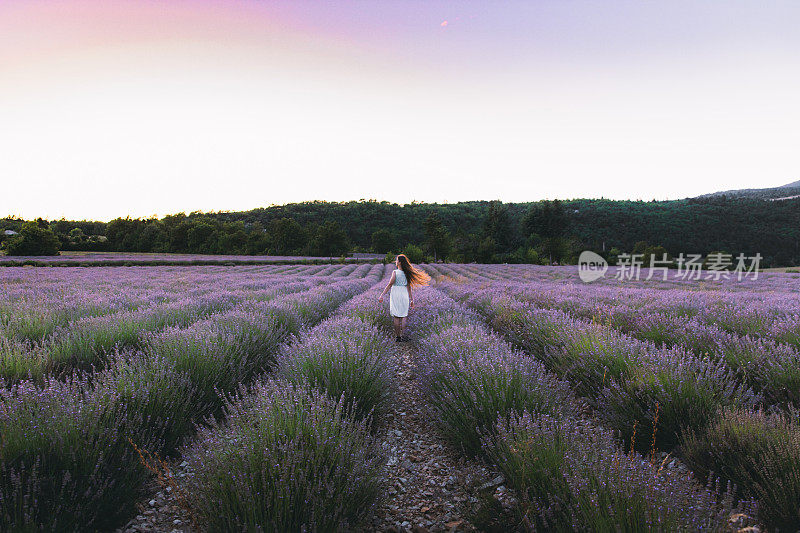 年轻女子在法国美丽的薰衣草花丛中遇见夏日日落
