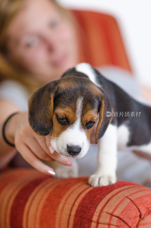 爱玩的小猎犬狗咬主人的手指